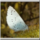 Celastrina argiolus - Faulbaumblaeuling 03.jpg